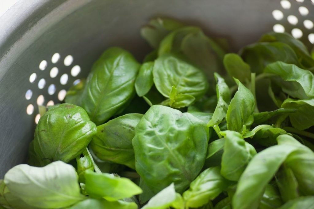 Basil Leaves