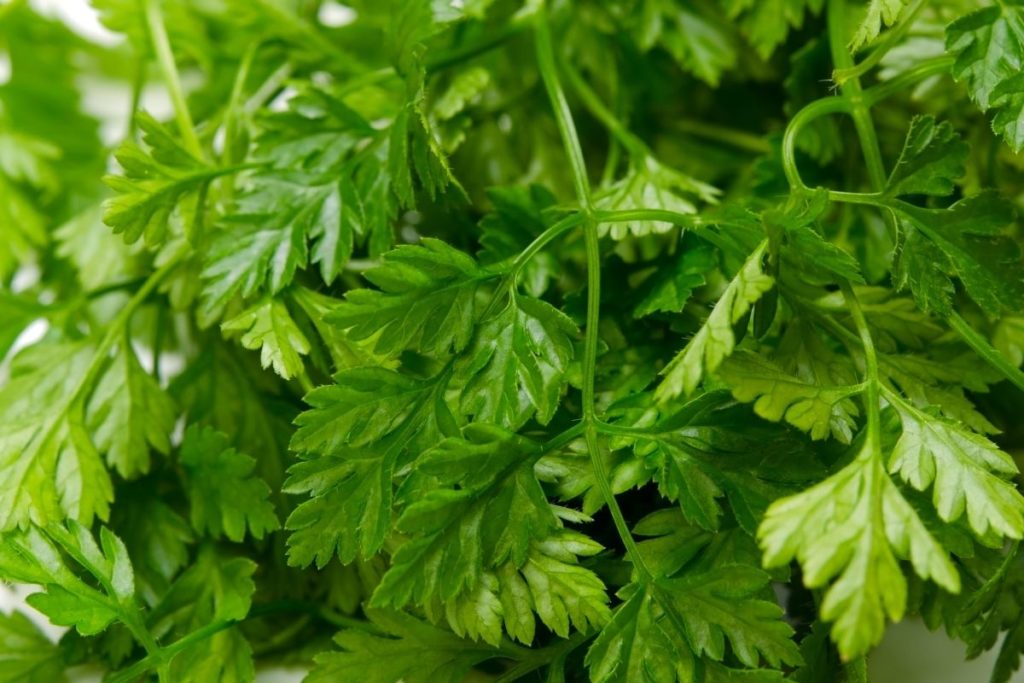 Chervil