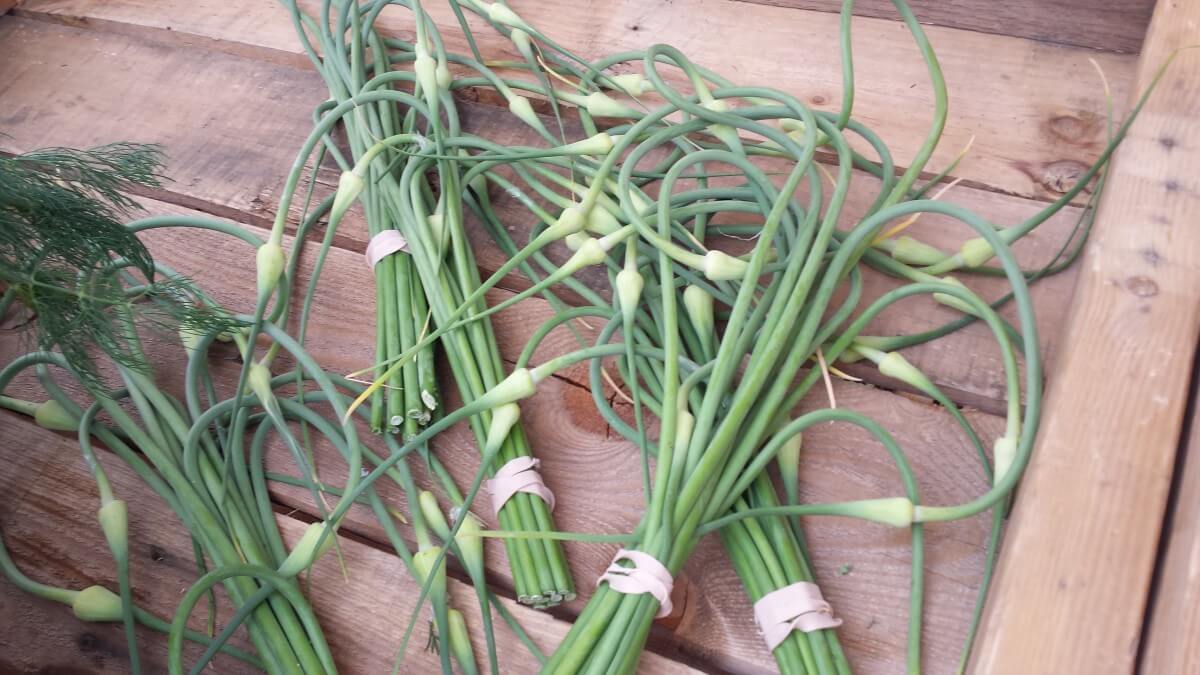 Garlic Scapes As Alternative to Chives