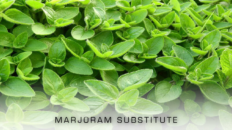 Best Marjoram Substitute What Can I Substitute For Marjoram Recipe Marker