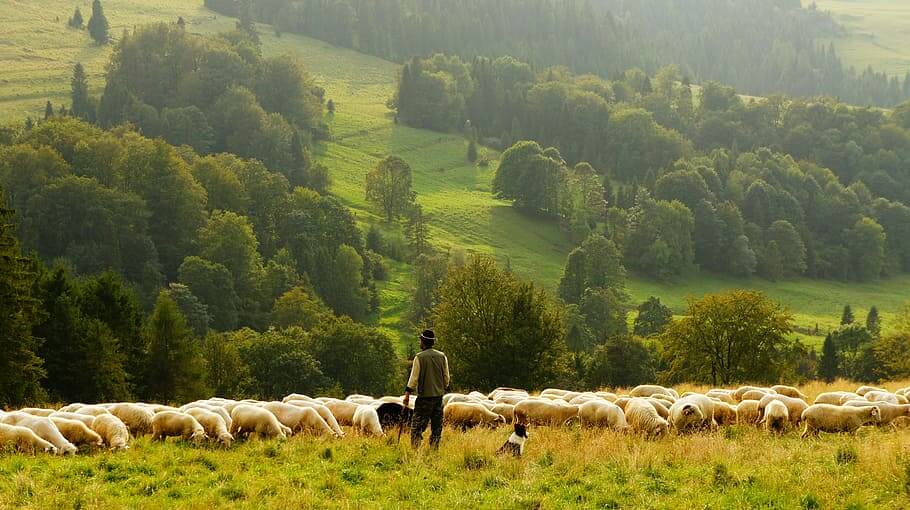 Herd of Lambs