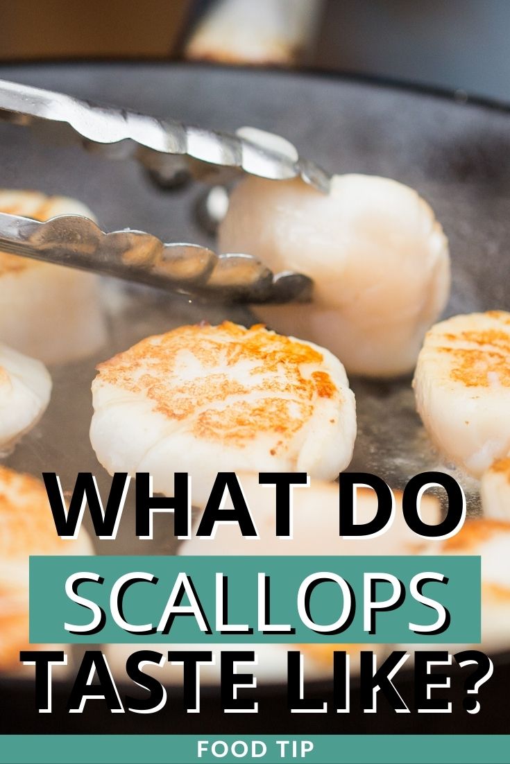 What do scallops taste like