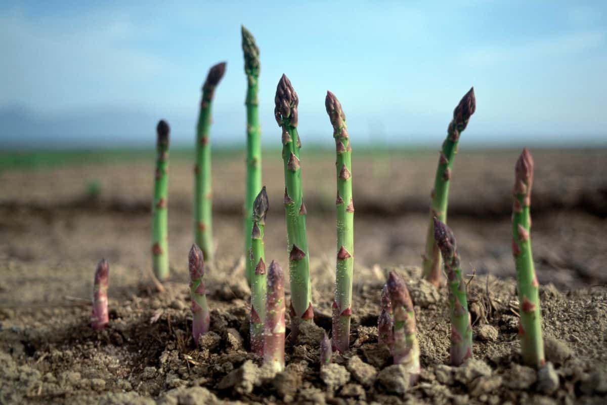 asparagus growing out of the ground on farm - what does asparagus taste like