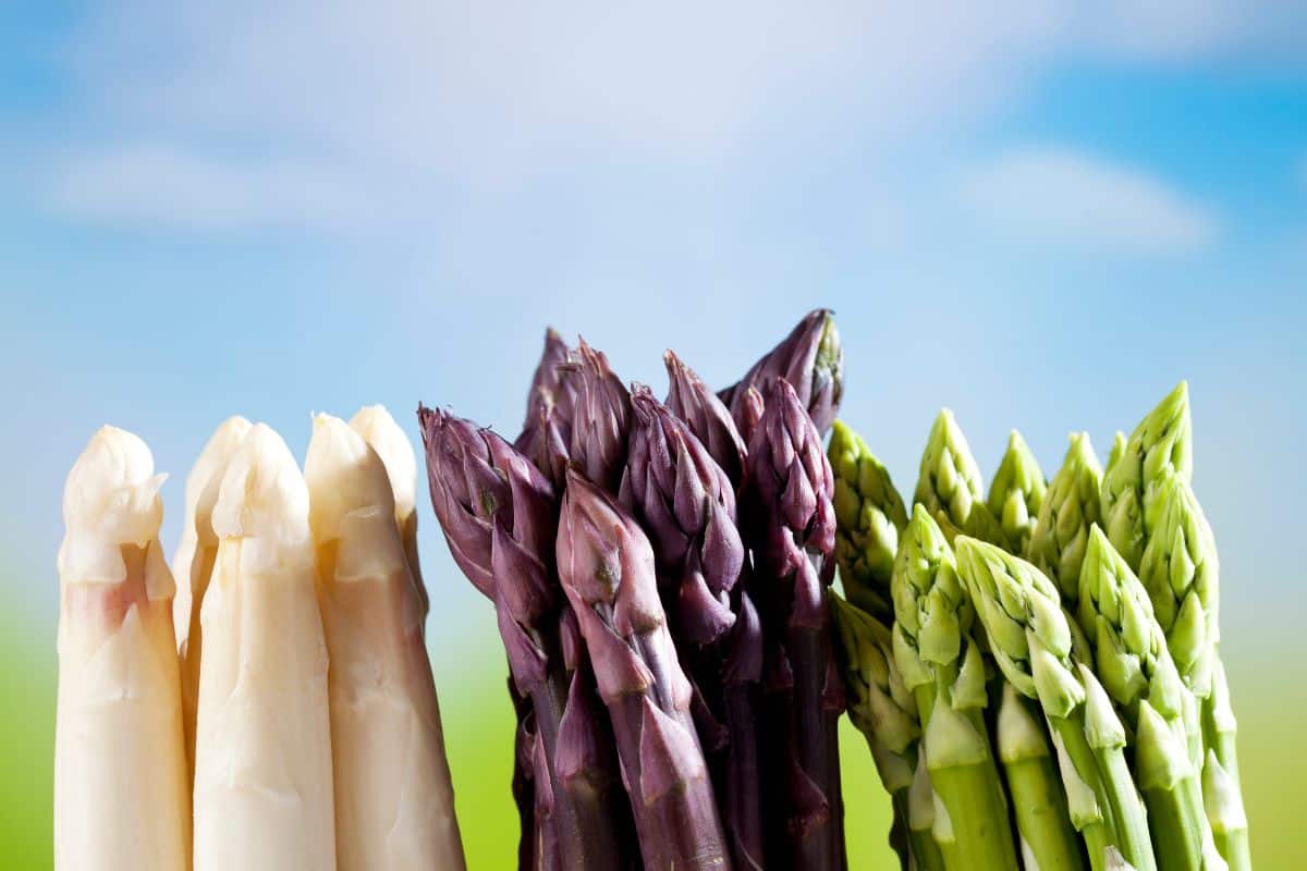 white purple green asparagus - what does asparagus taste like