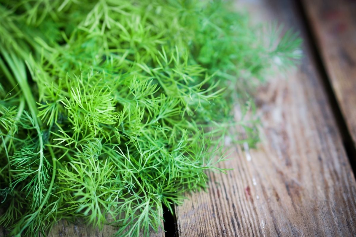 Top 5 Substitutes For Dill In Your Recipes Recipe Marker