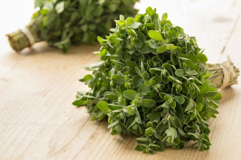 Marjoram