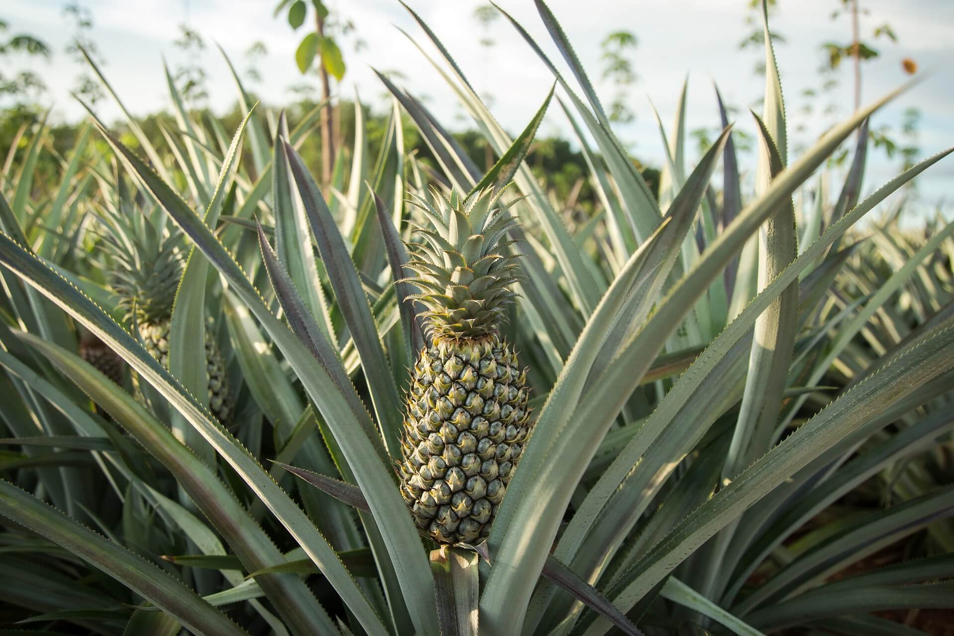 Types Of Pineapple Plants