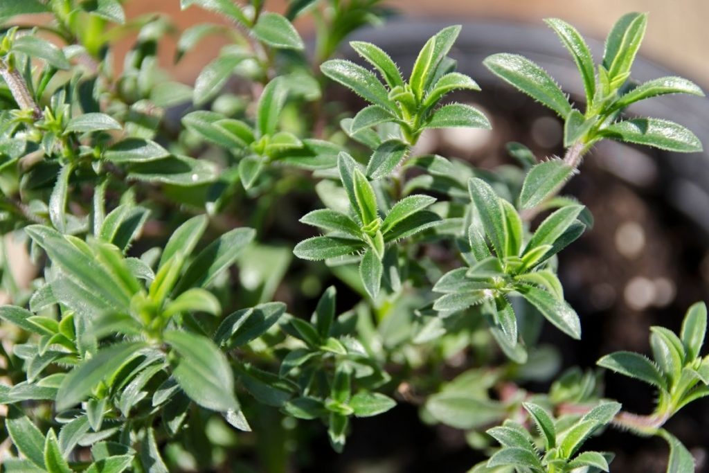 7 Best Rosemary Substitutes For Cooking (updated 2024)