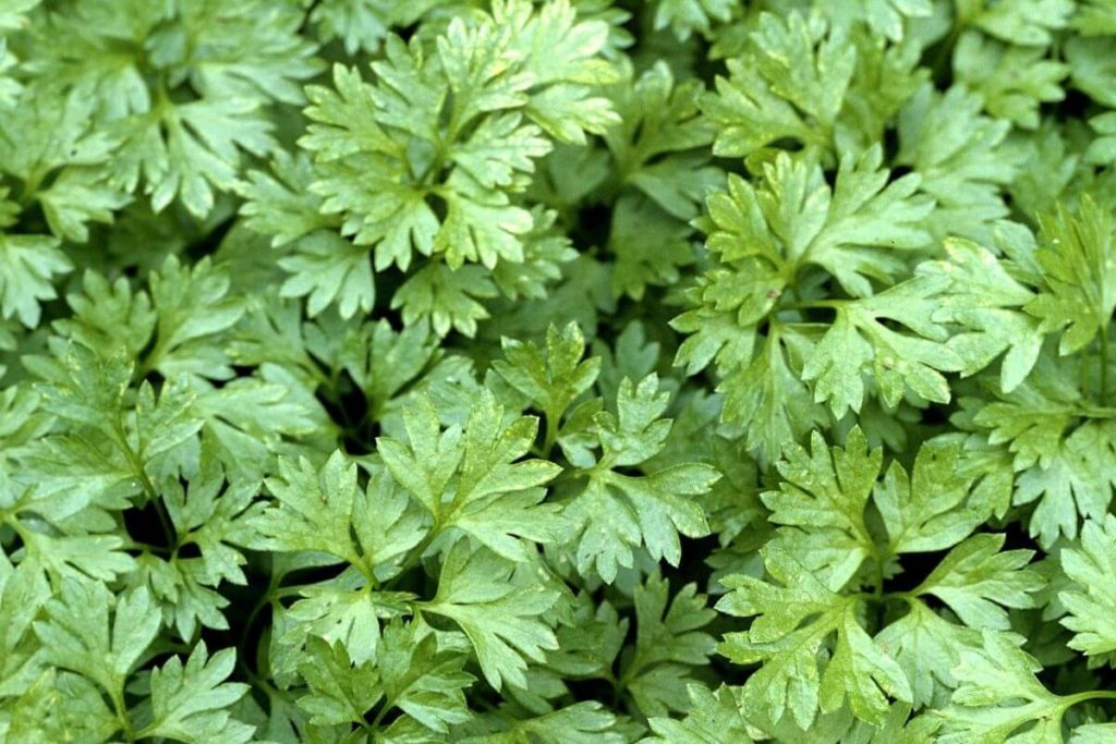 Chervil