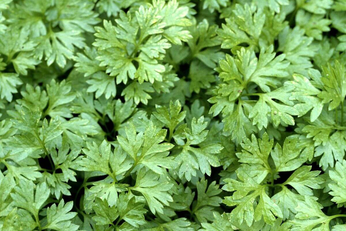 4 Best Parsley Substitutes For Cooking Recipes Recipe Marker