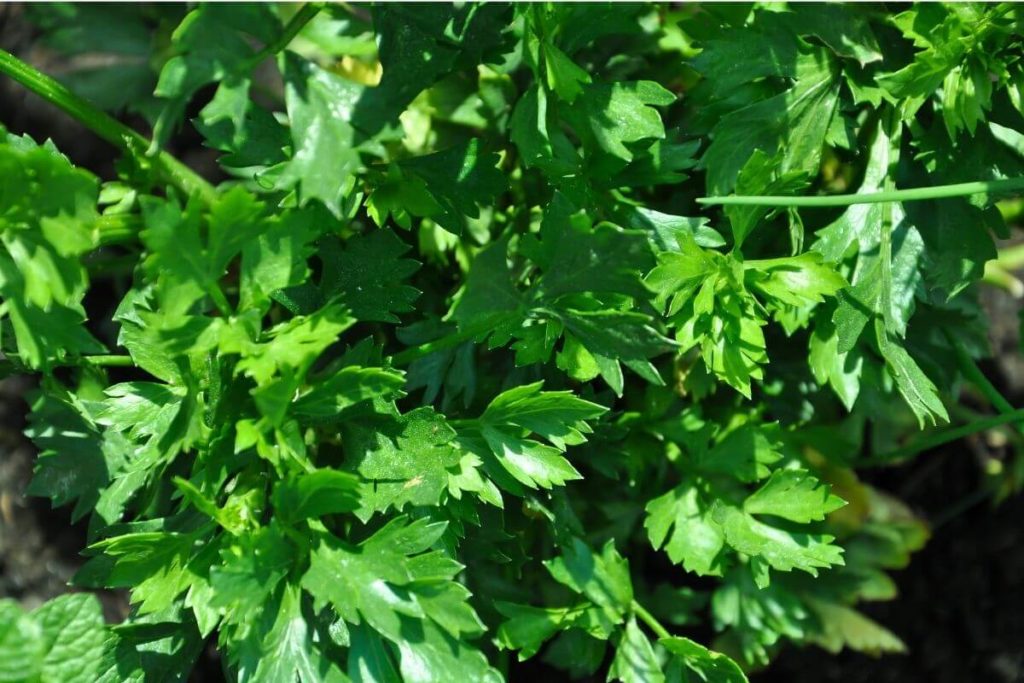 Chinese Celery Leaves