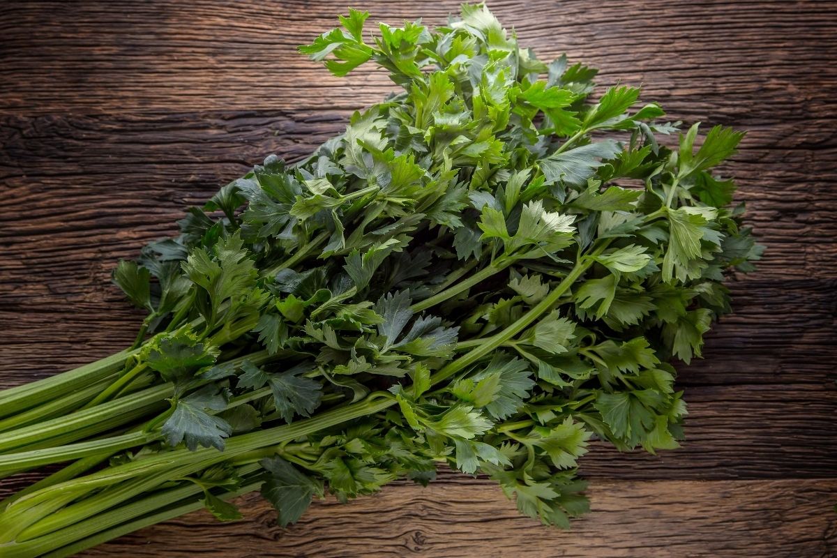 4 Best Parsley Substitutes For Cooking Recipes Recipe Marker