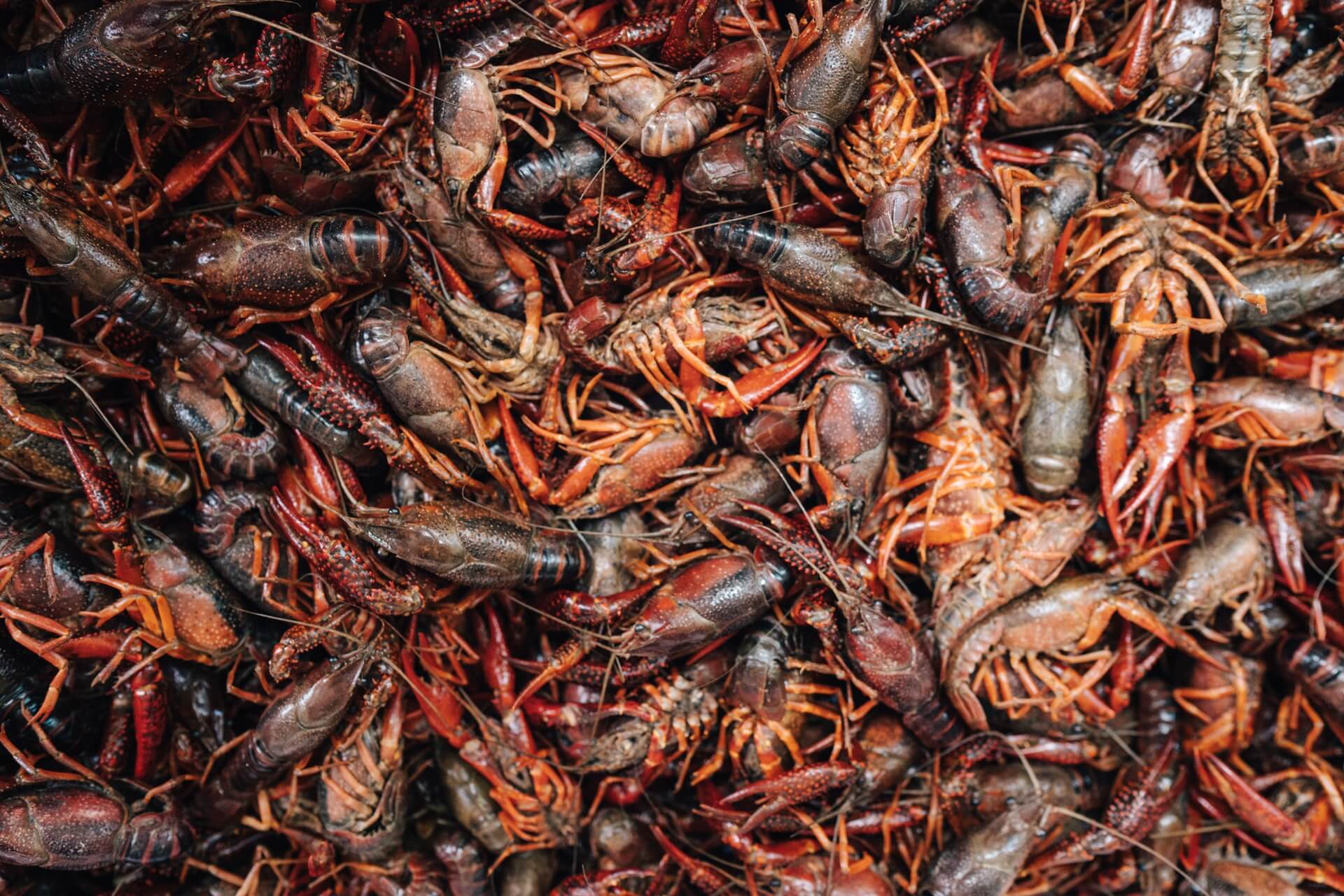 how-to-reheat-leftover-boiled-crawfish-updated-2024