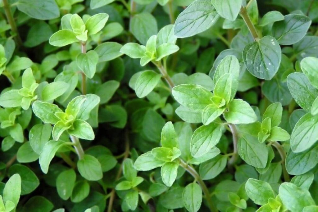 oregano