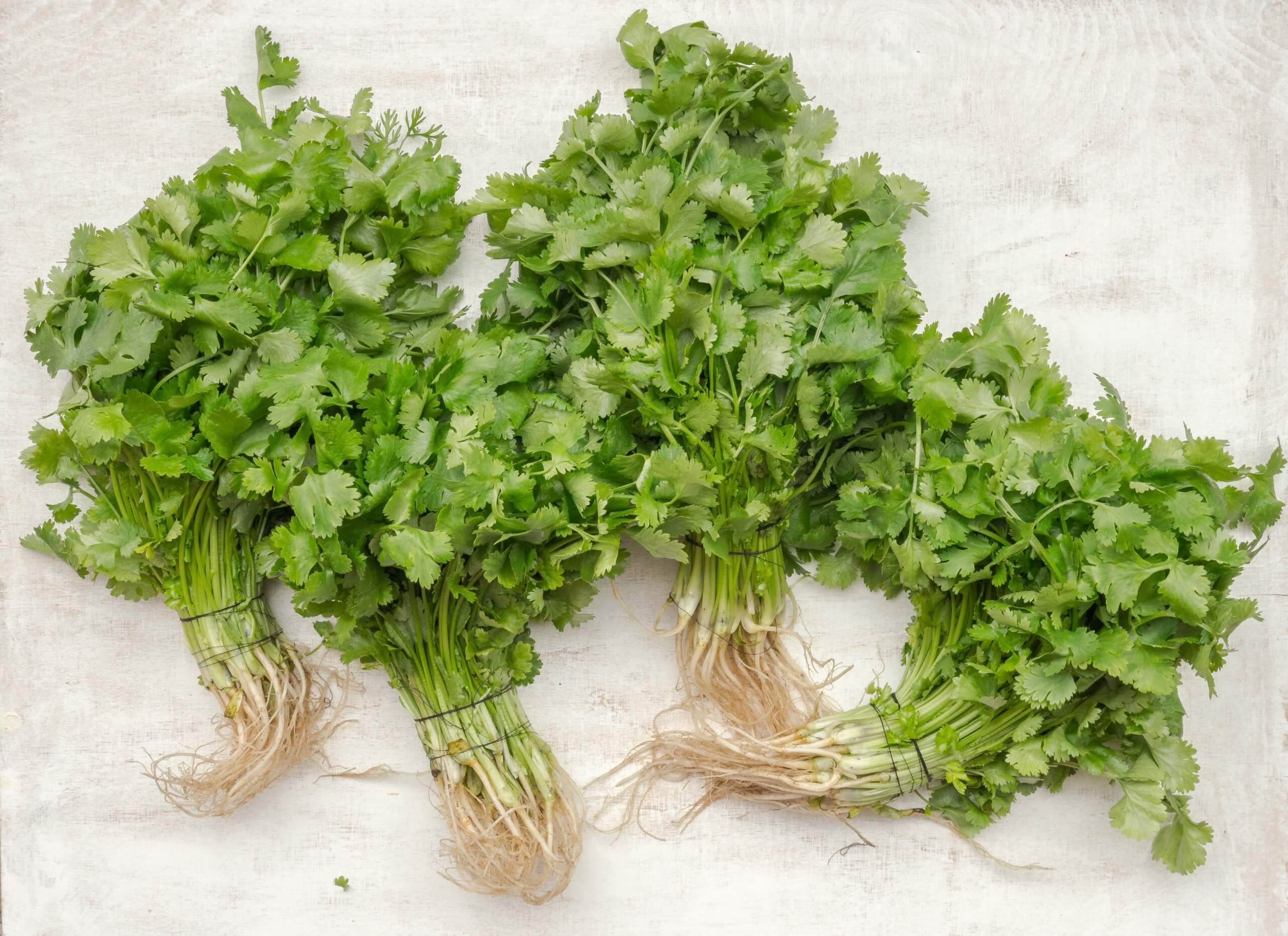 4 Best Parsley Substitutes For Cooking Recipes Recipe Marker