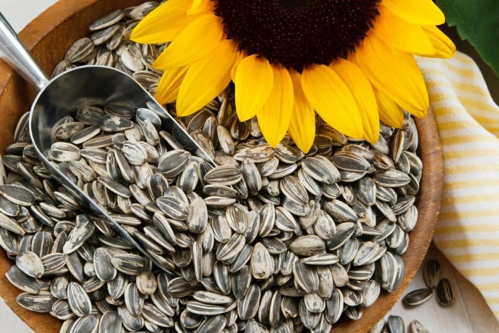 How to Extend the Shelf Life of Sunflower Seeds