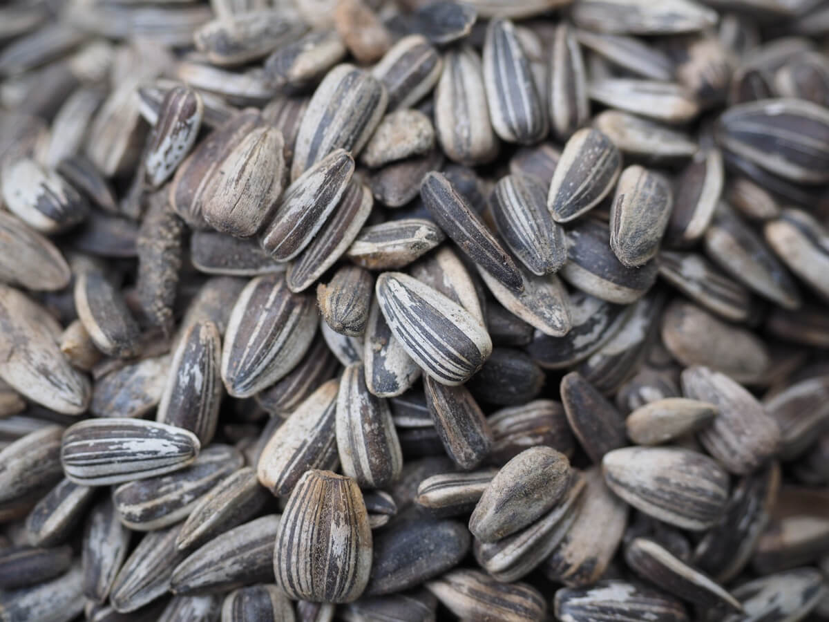 Do Sunflower Seeds Go Bad? - Recipe Marker