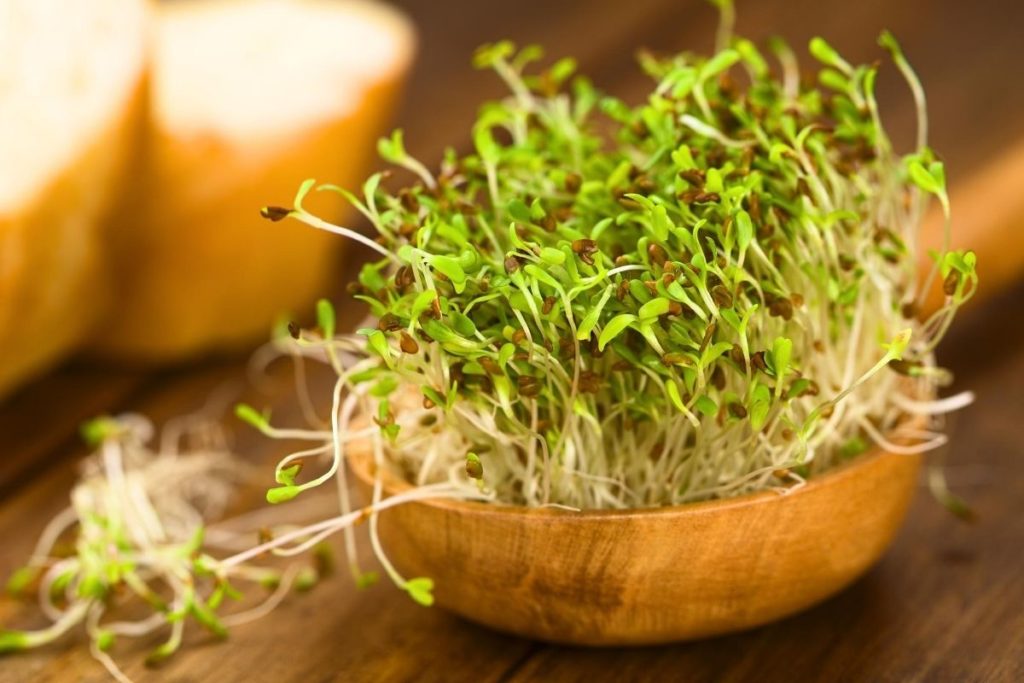 Alfalfa Sprouts - Food that starts with A