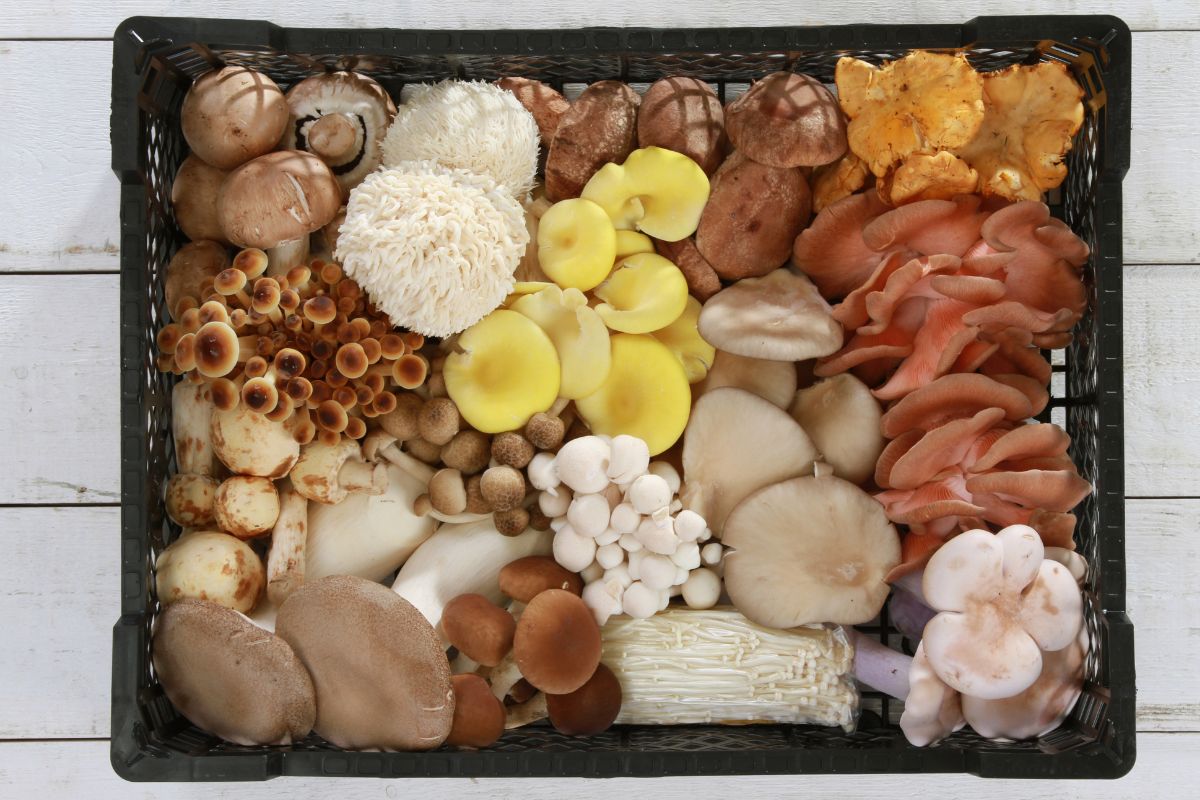 mushroom variety - top substitutes for mushrooms