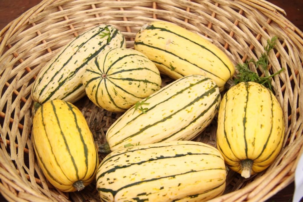 Delicata Squash - Butternut Squash Alternatives