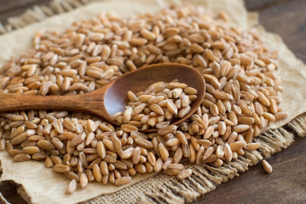 Farro -Barley Substitutes