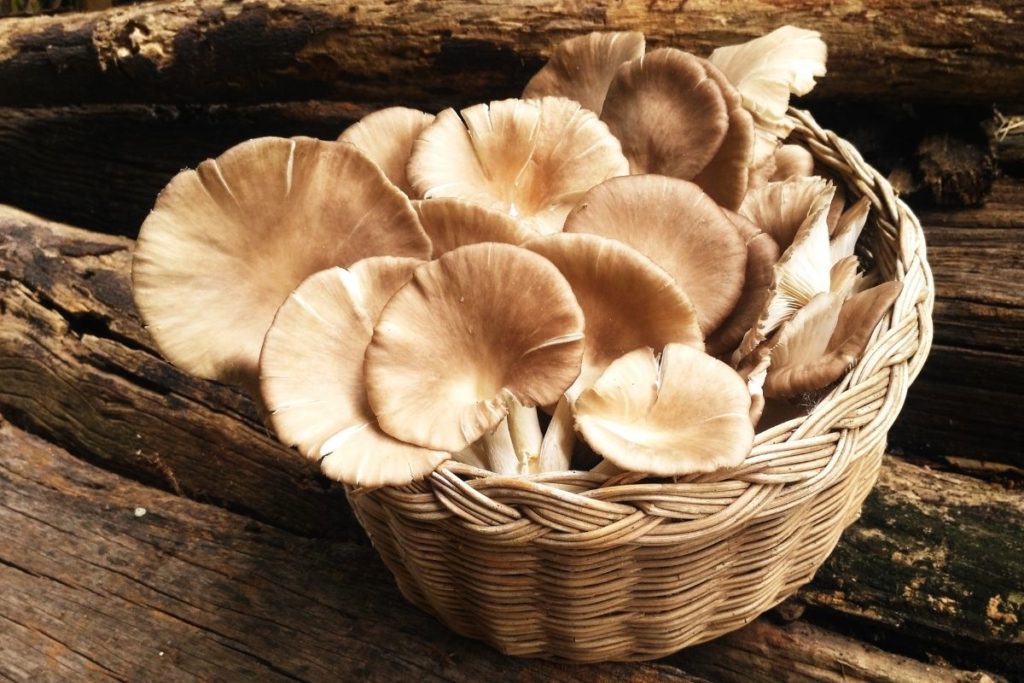 Oyster Mushrooms - Shiitake Mushroom Substitutes