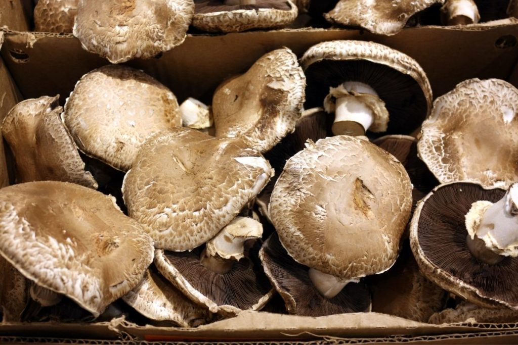 Portobello Mushrooms - Shiitake Mushroom Substitutes