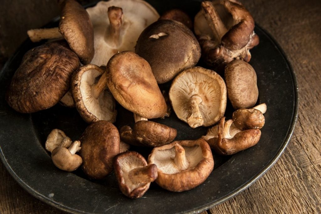 Shiitake Mushroom Substitutes