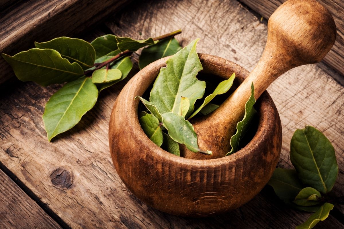 5 Best Bay Leaf Substitutes For Cooking Updated 2024   Bay Leaf Substitutes 