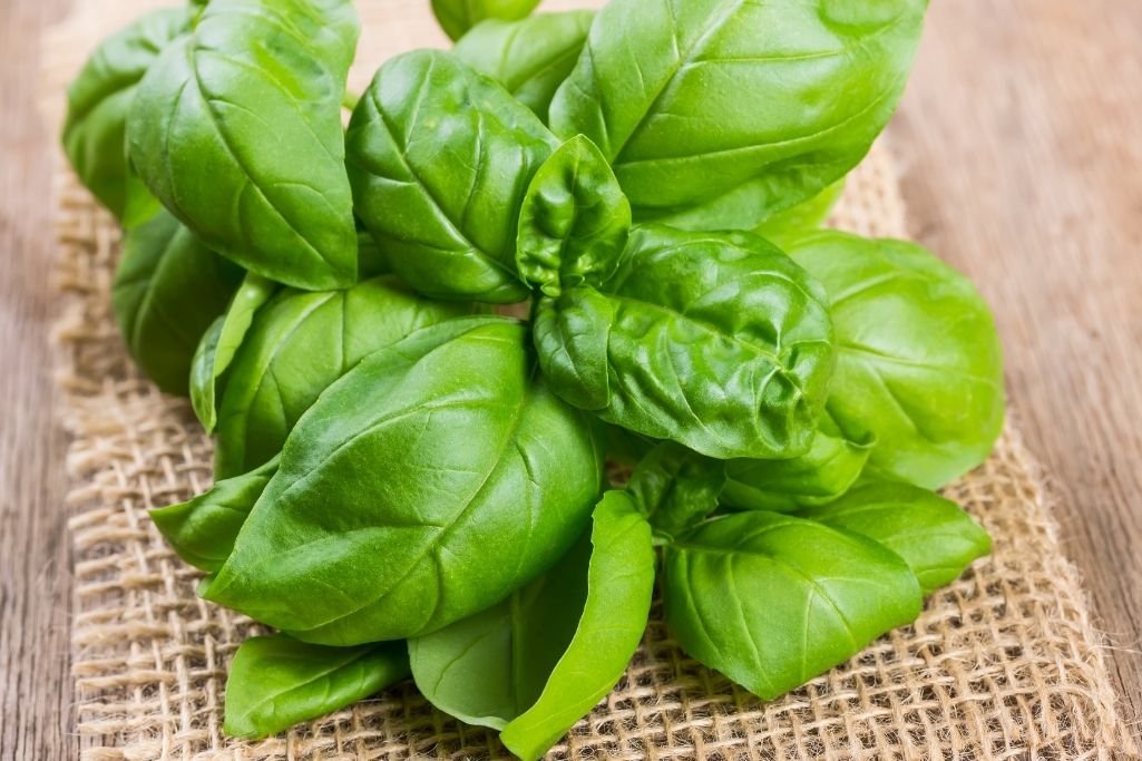 Best Substitutes for Basil