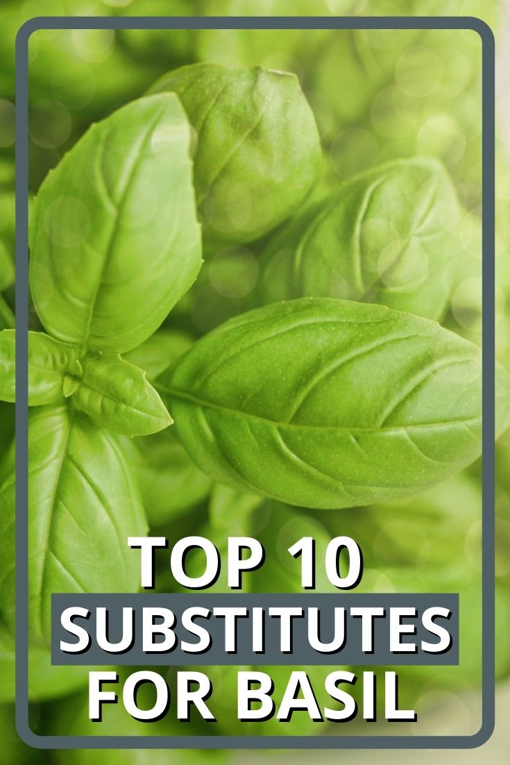 Best Substitutes for Basil