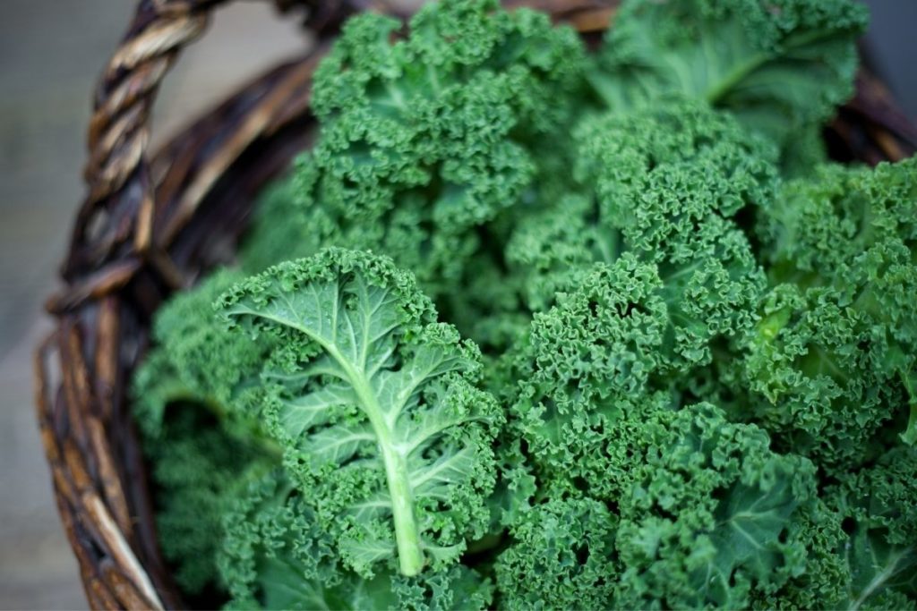 Kale - Substitutes For Basil