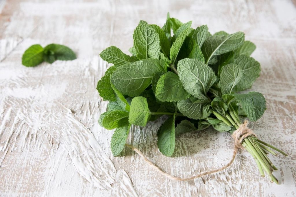 Mint - Substitutes For Basil