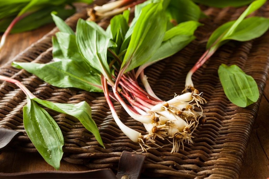 Ramps - Green Onion Substitutes