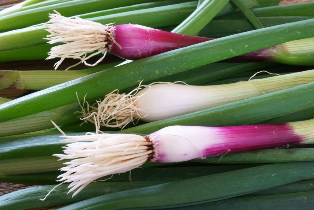 Red Spring Onions - Green Onion Substitutes