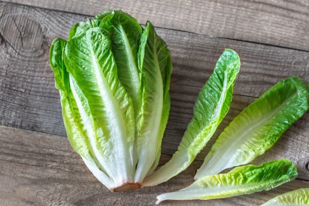 Romaine Lettuce