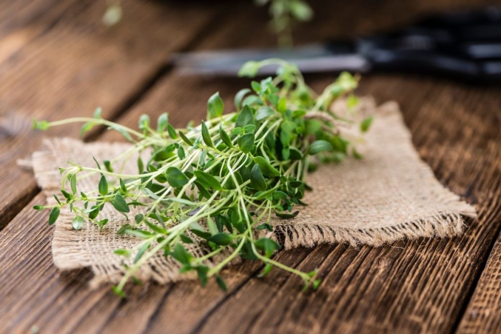 Thyme - Substitutes For Basil