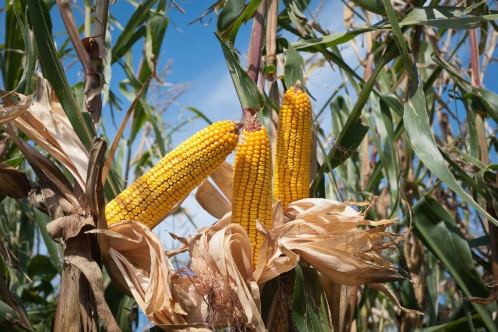 How Many Ears of Corn Per Stalk