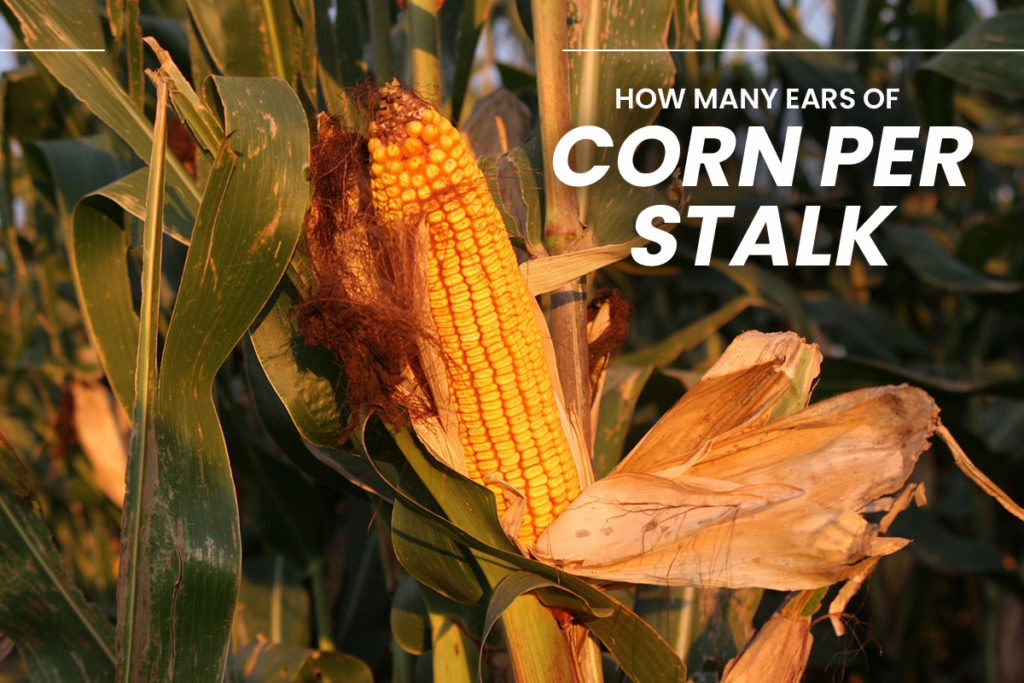 Ear Of Corn On Stalk