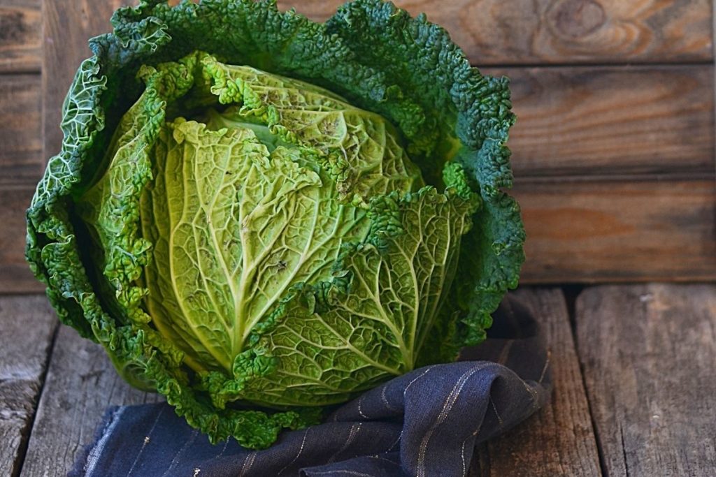 Savoy Cabbage