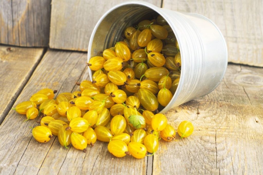 Gooseberries - Best Tomatillo Substitutes