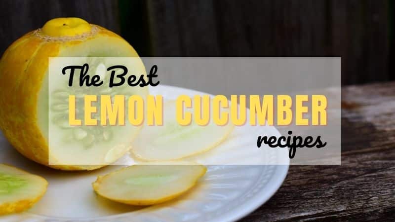 The Best Lemon Cucumber Recipes - Featured image