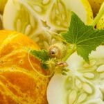 lemon cucumbers - best lemon cucumber recipes